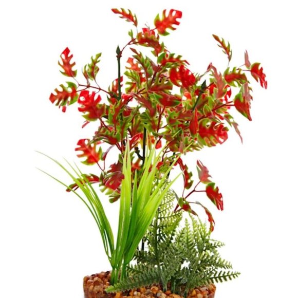 Pacific Red & Green Plant - Picture 1 of 5